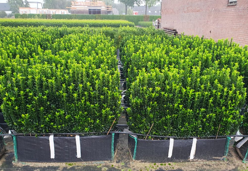 Euonymus Jean Hugues Instant Hedge in a Hedge Bag